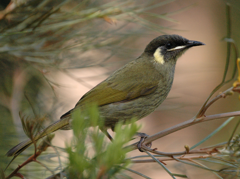 File:Lewins Honeyeater kobble apr06.jpg