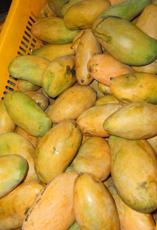 Mallika (mango) - Wikipedia