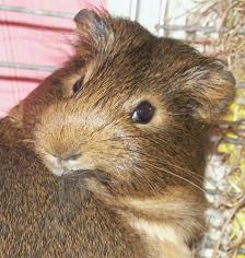 File:Meerschweinchen putzt sich.JPG