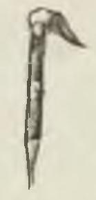 File:Montpetit - Poissons d'eau douce du Canada, 1897 (page 449 crop) fig 153.jpg