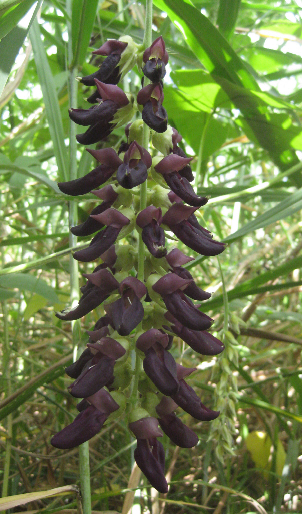 Mucuna Extract