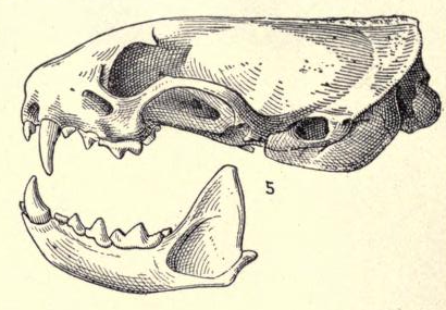 File:Mustelapeninsulae.png