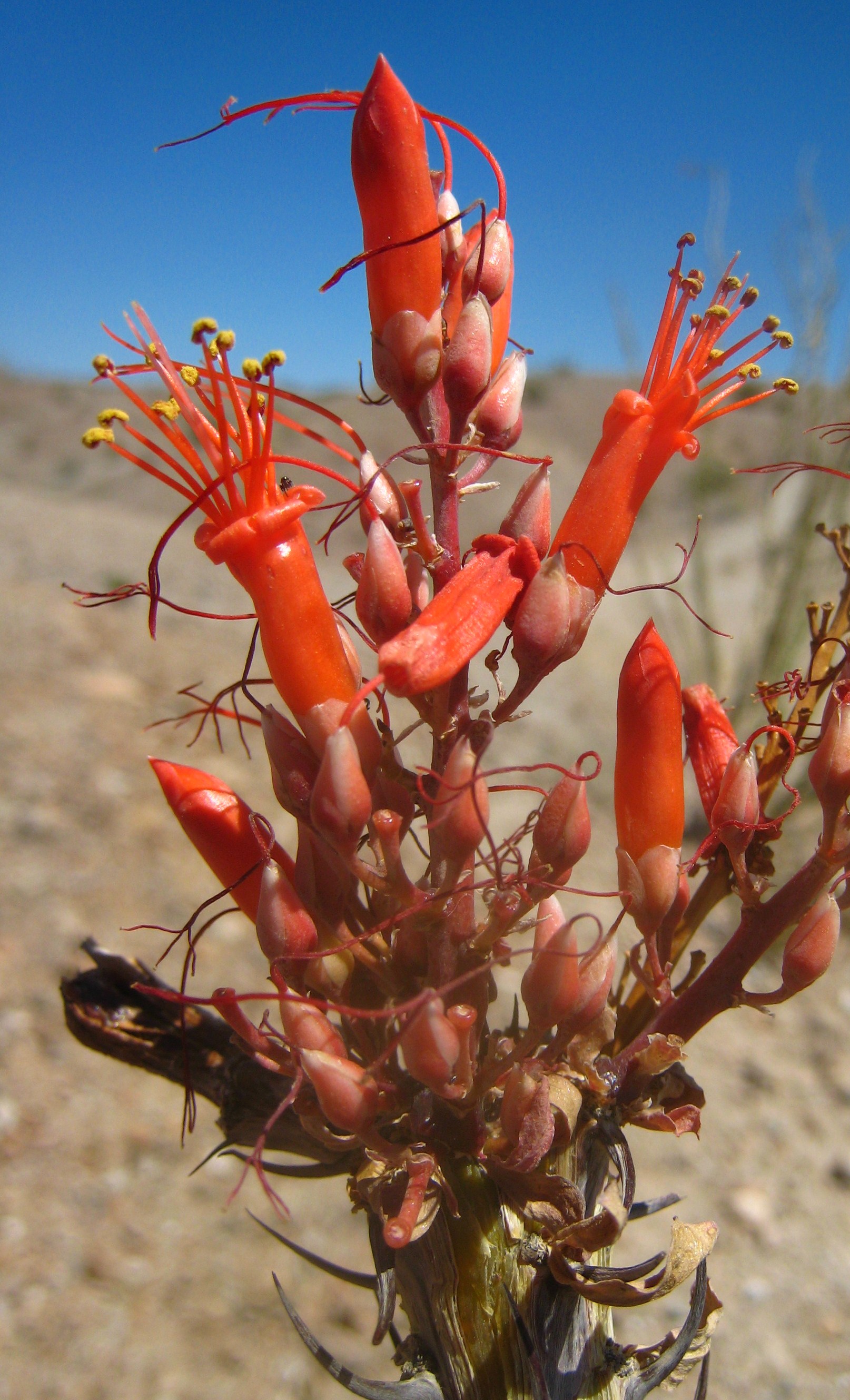 Fouquieria Wikipedia