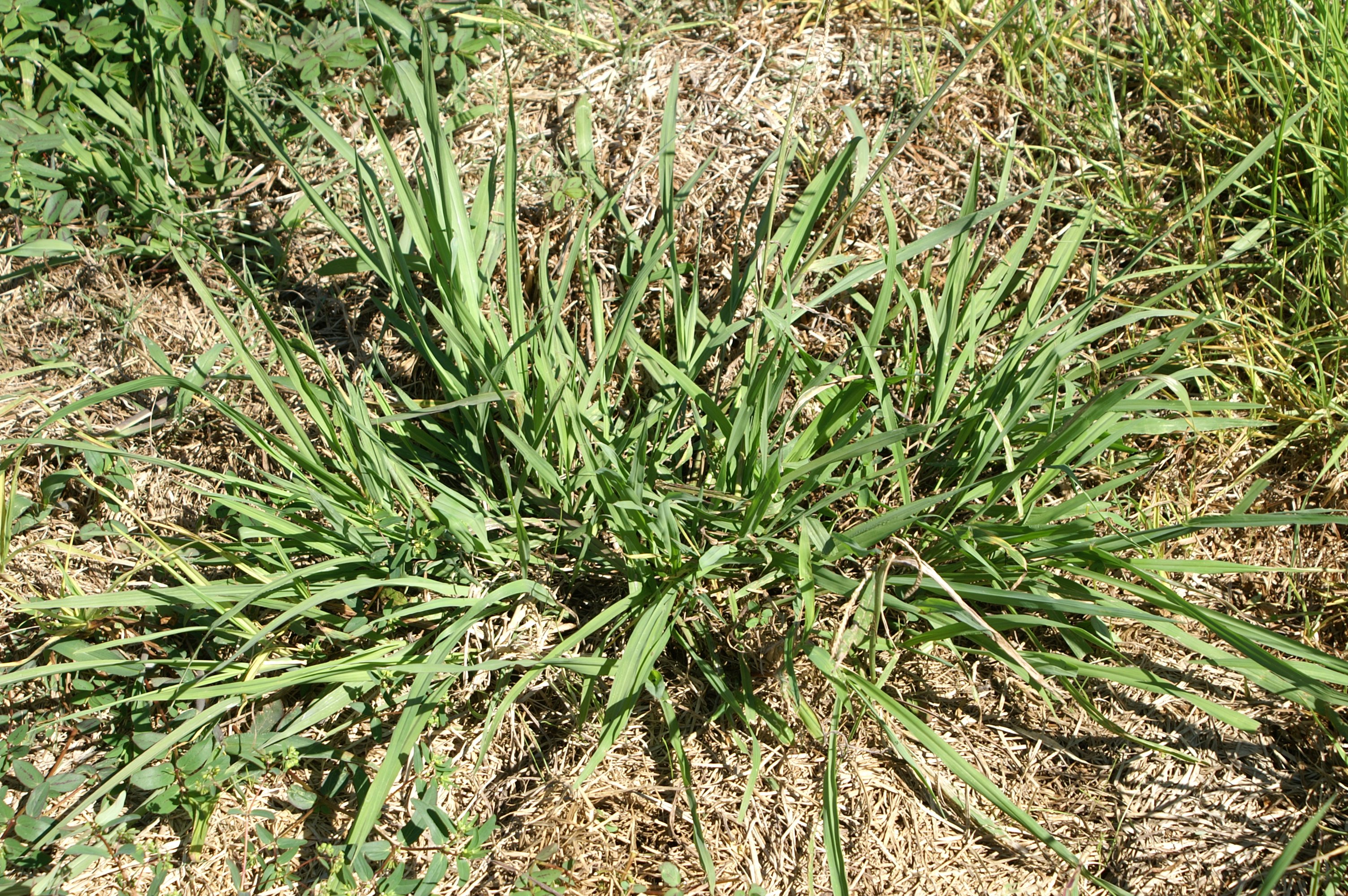 Paspalum dilatatum