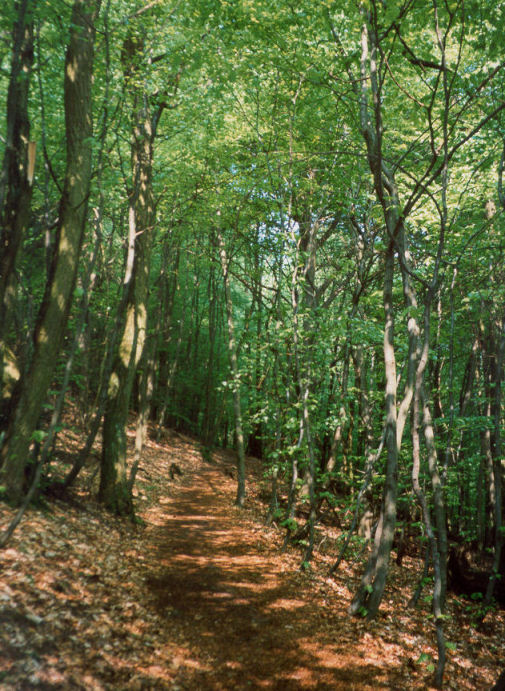 Typical waymarked Palatine Forest footpath PfaelzerWald.jpg