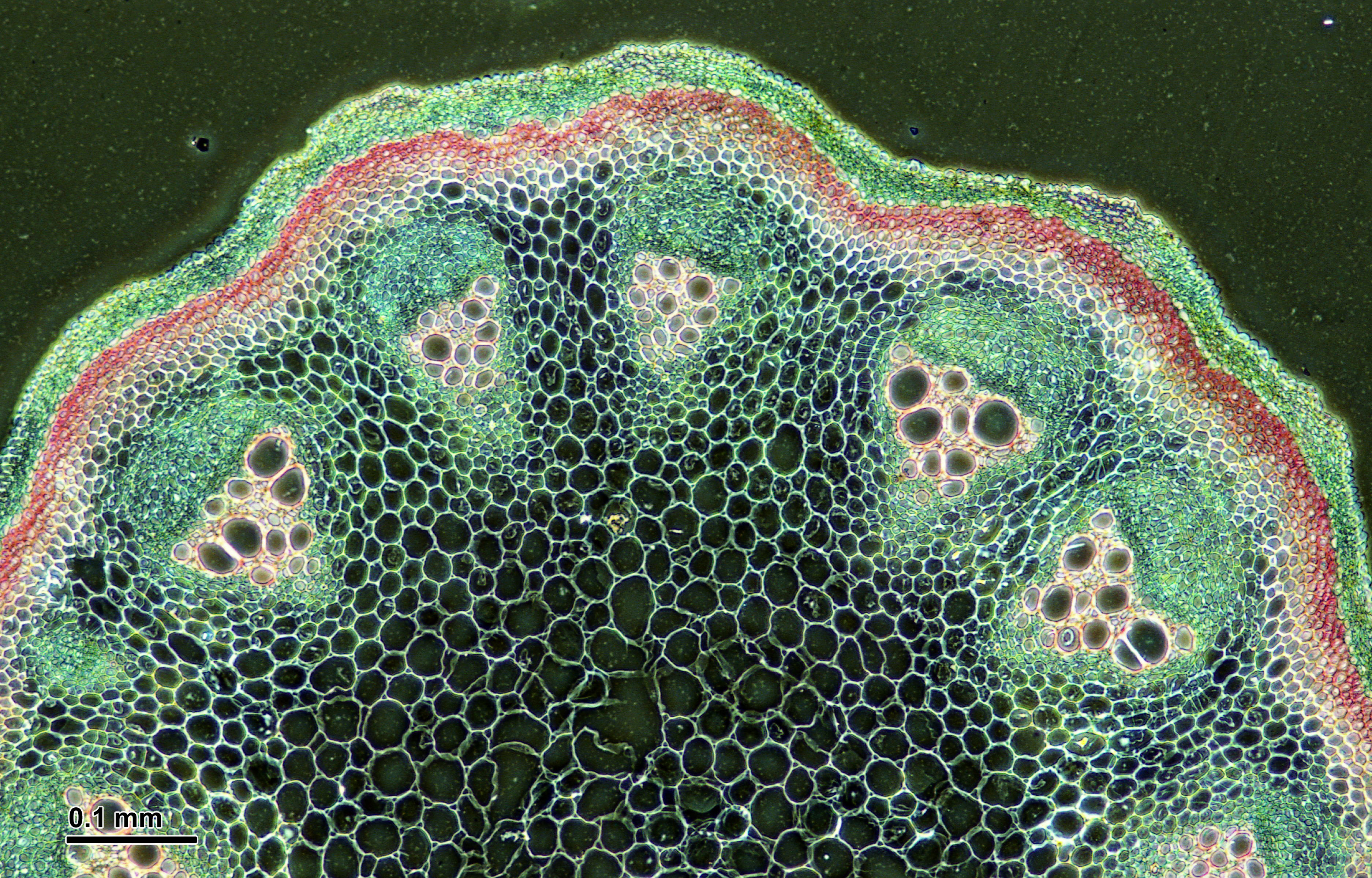 Plant stem cells: cross section of a stem