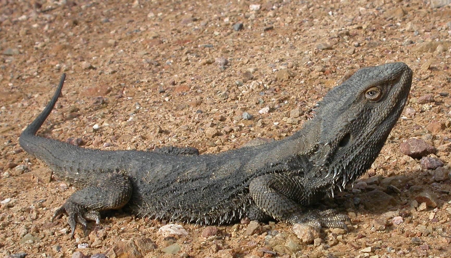 Résultat de recherche d'images pour "pogona barbata"