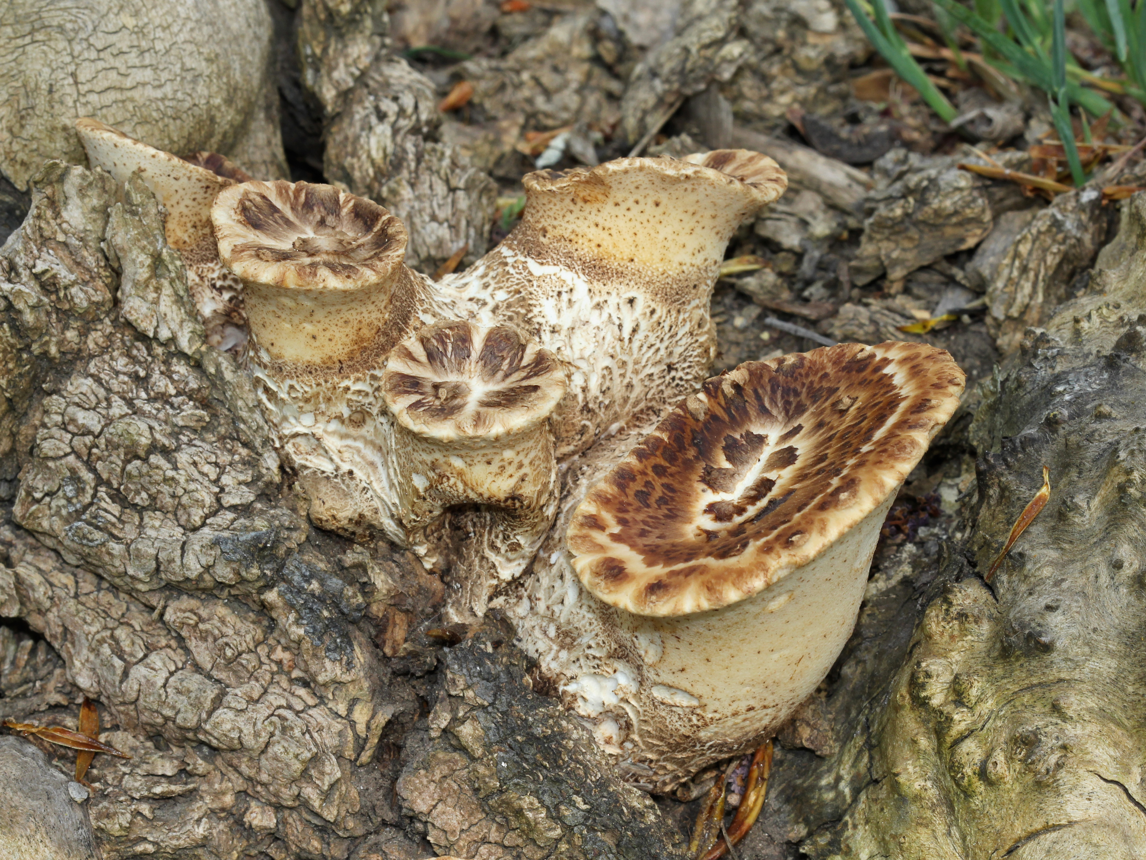 Трутовик чешуйчатый Polyporus squamosus съедобный