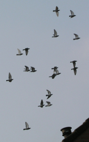 Pigeon racing is the sport of releasing specially trained homing pigeons