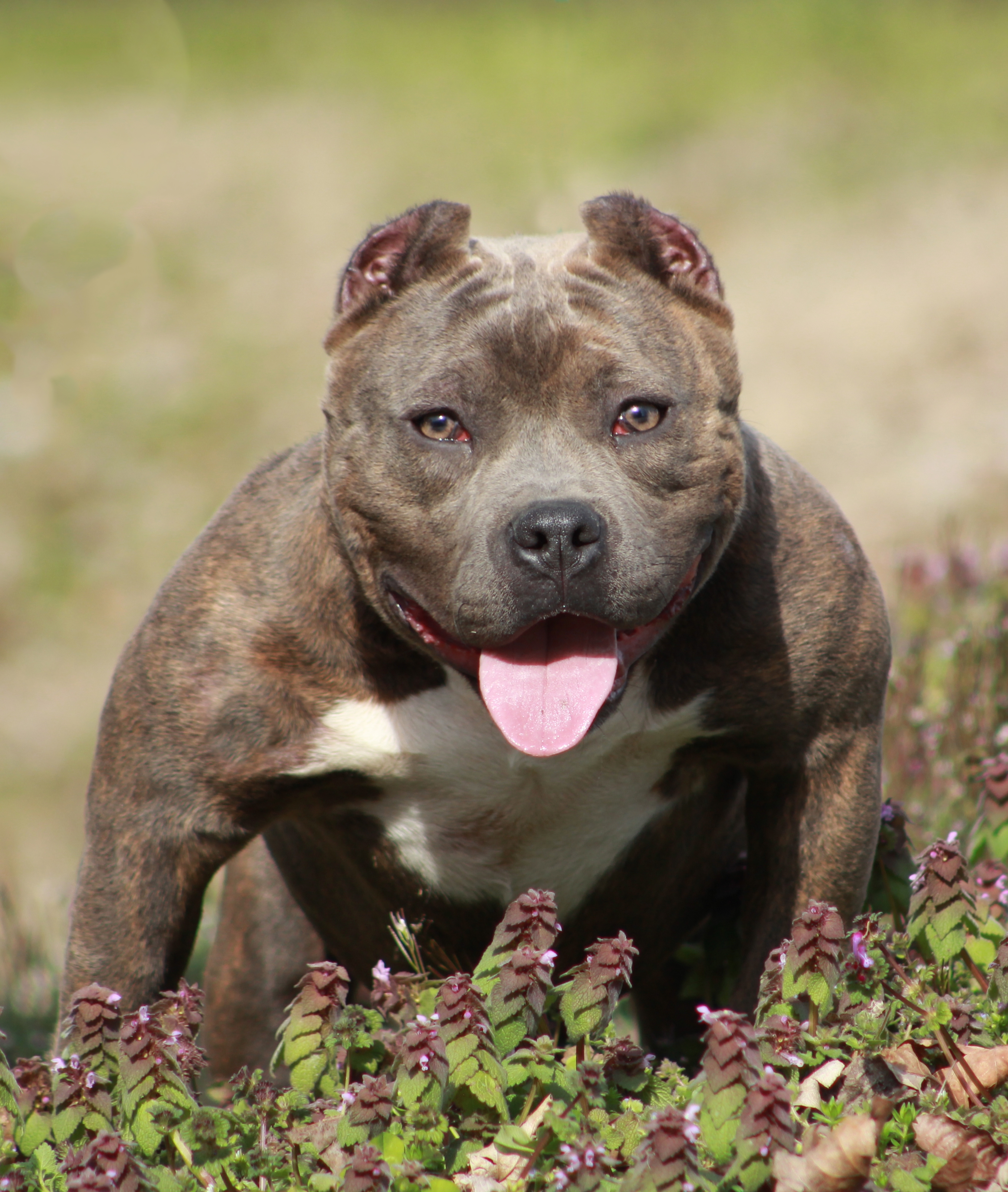 American Bully Pocket Stock Photo - Download Image Now - American