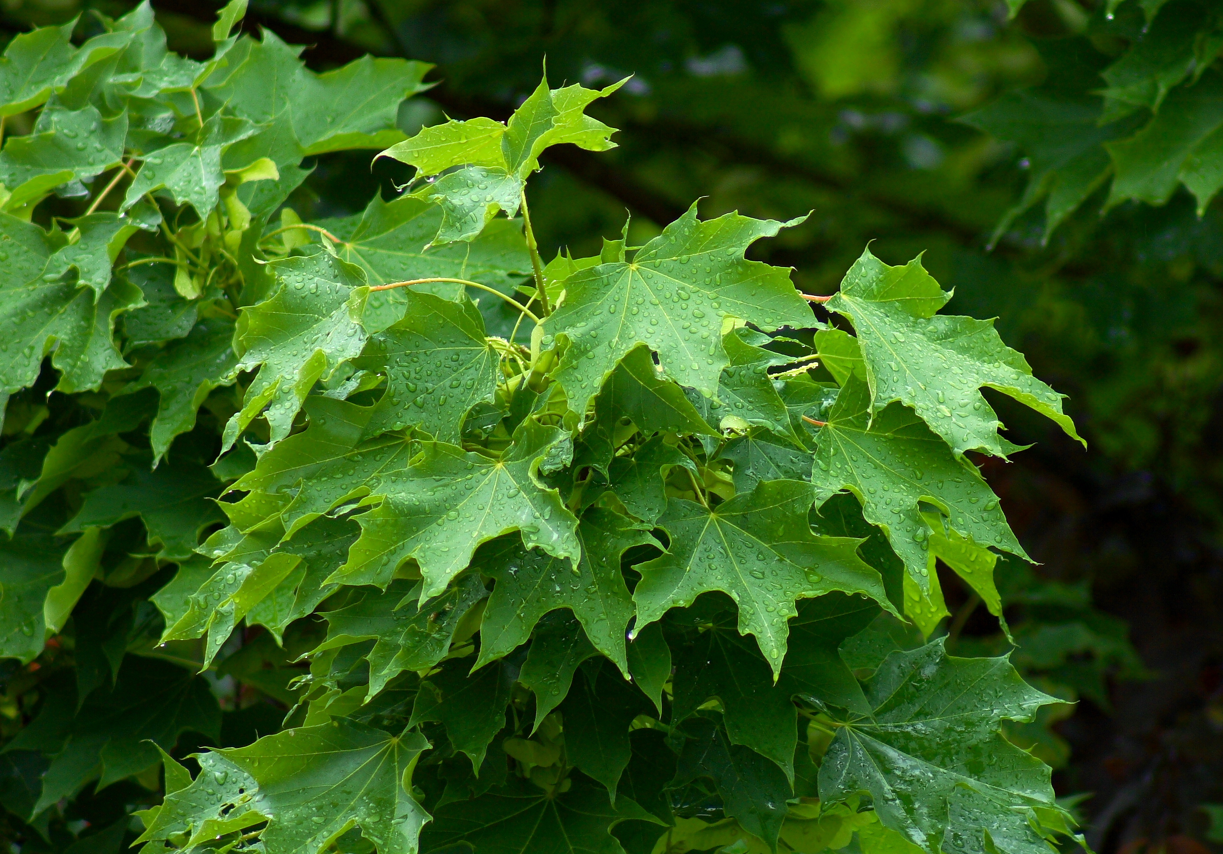 Клен остролистный (Acer platanoides)