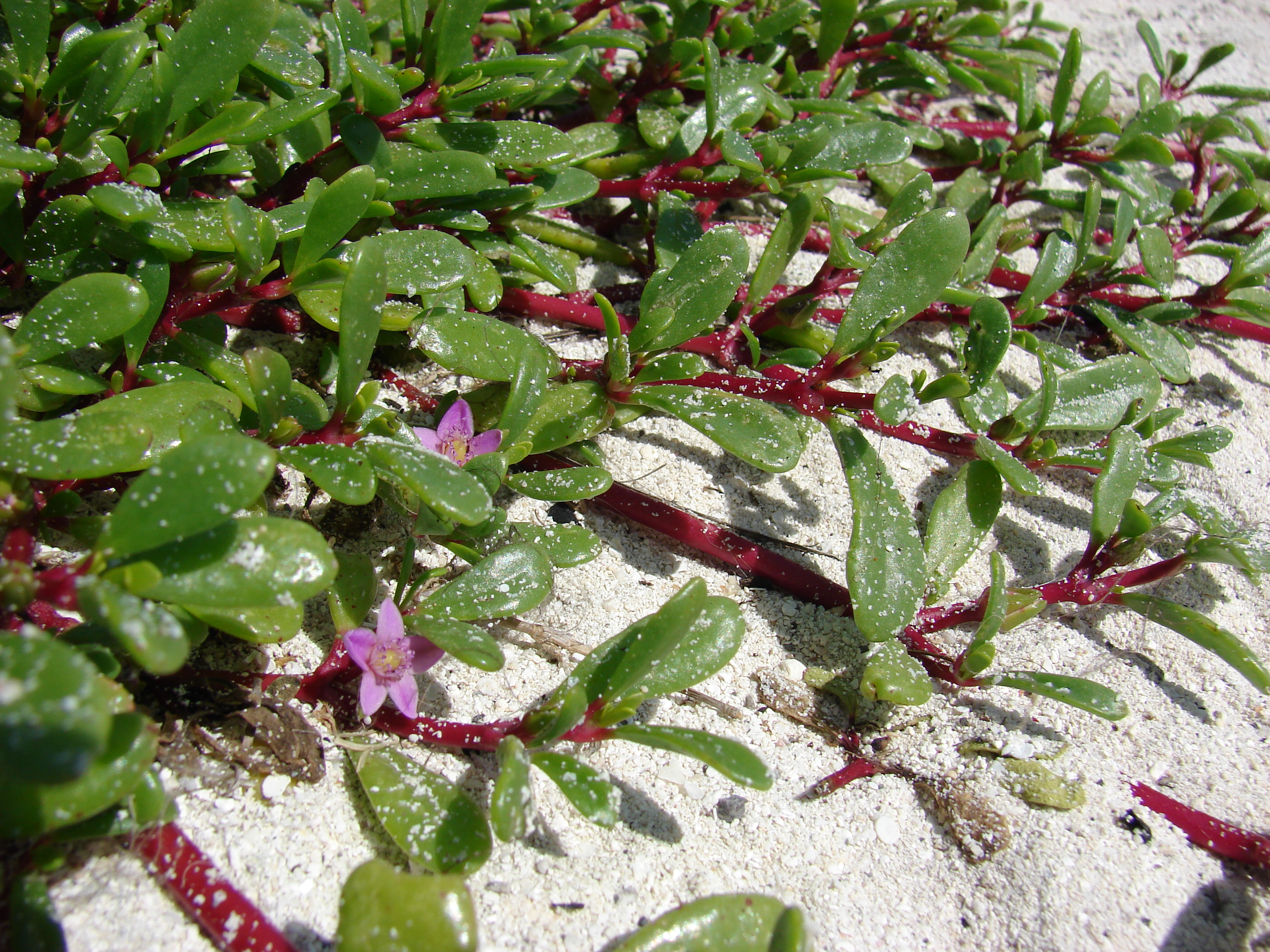 Starr 080602-5547 Sesuvium portulacastrum.jpg