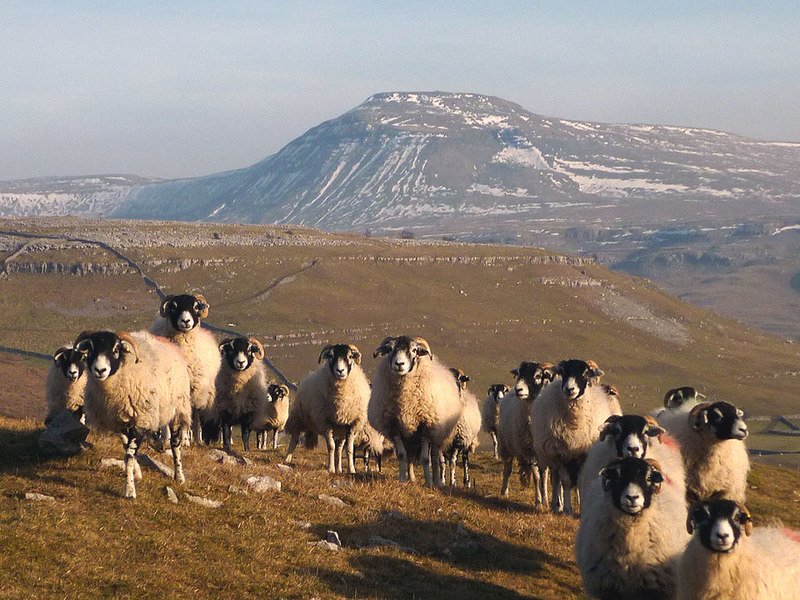 File:Swaledale sheep above Kingsdale (geograph 3338574).jpg