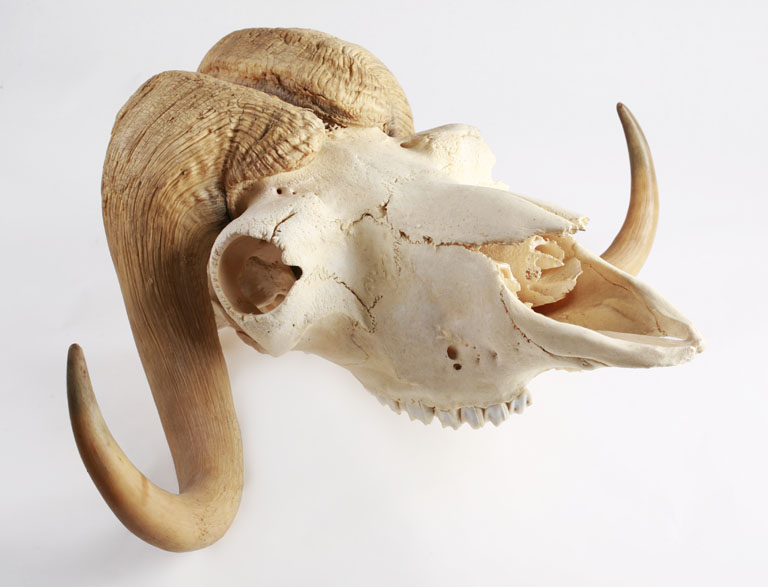 File:The Childrens Museum of Indianapolis - Musk ox skull.jpg