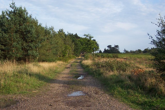 The army training area on Pirbright Common - geograph.org.uk - 49750