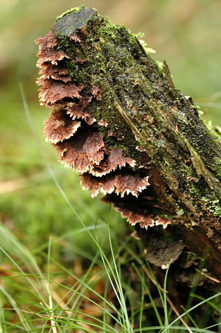 <i>Thelephora</i> Genus of fungi