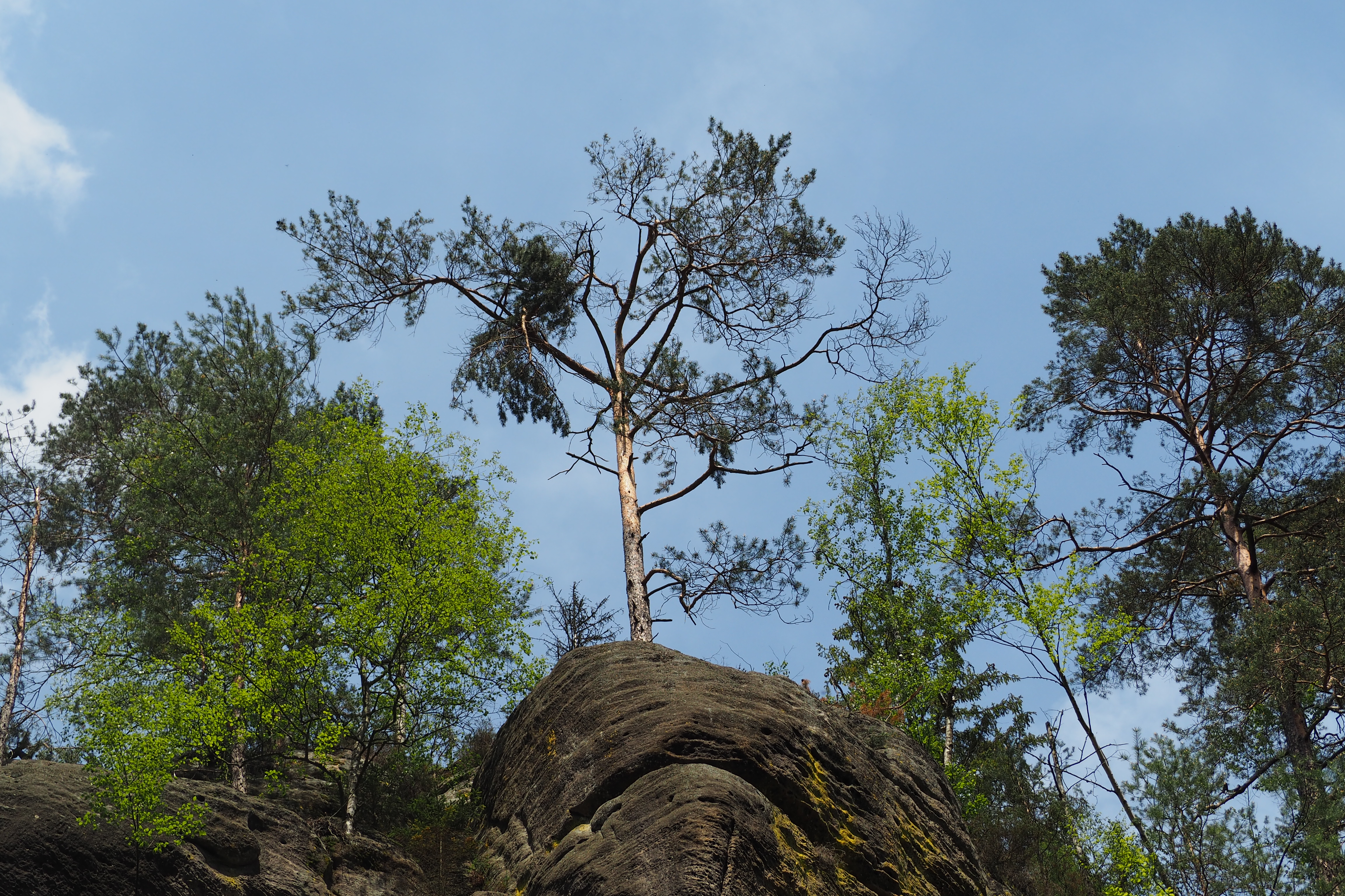 Tree filled