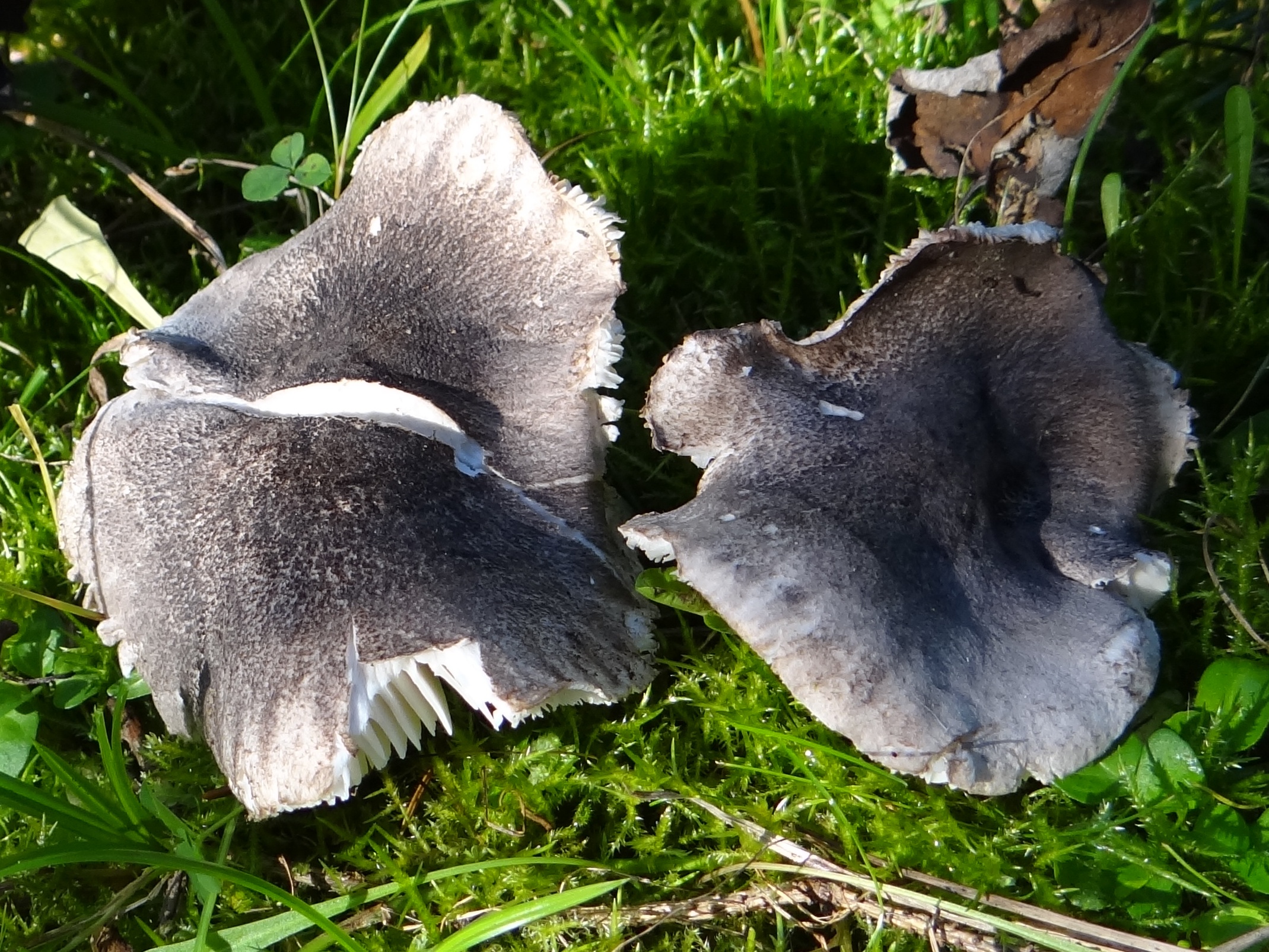 Tricholoma viridilutescens