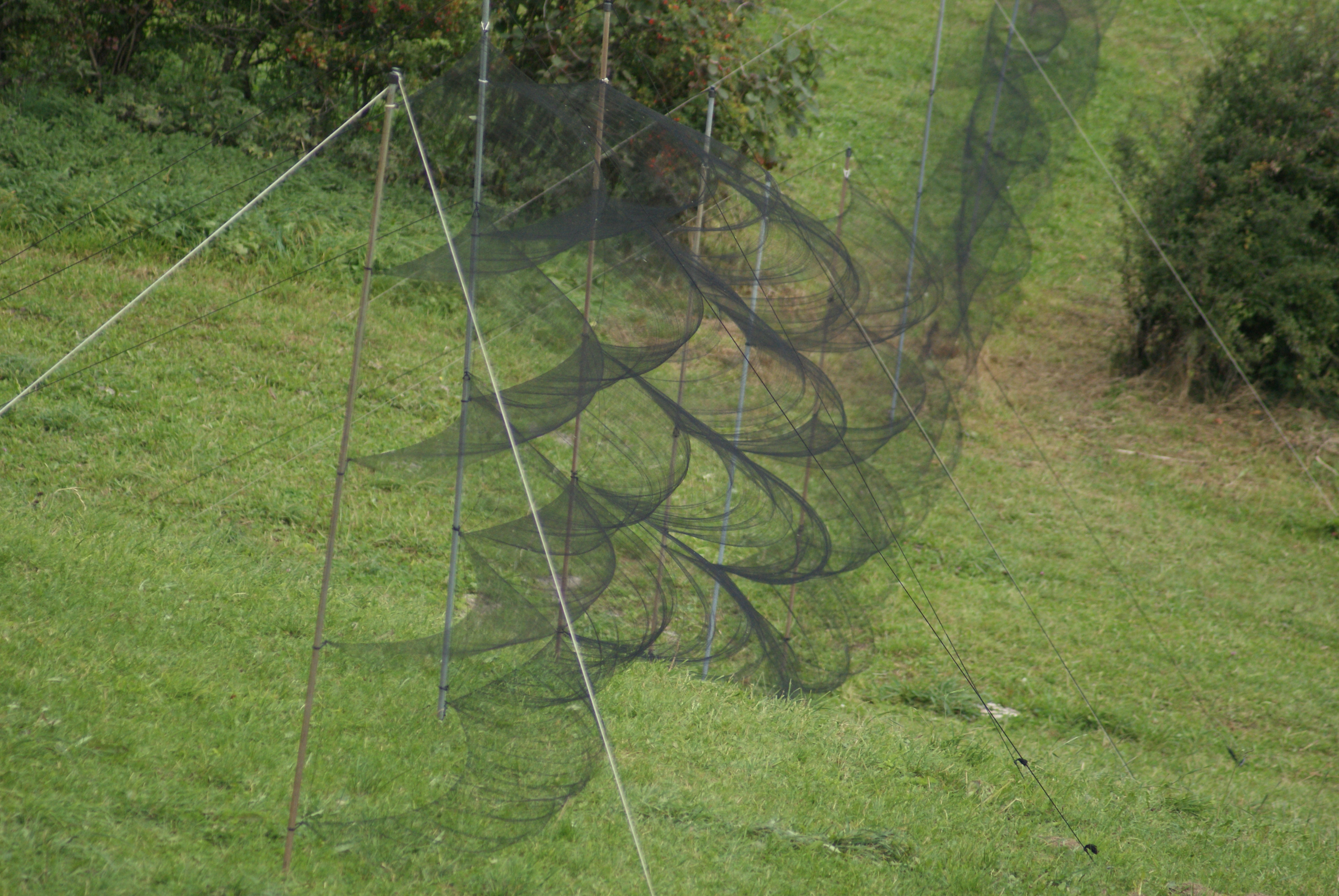 File:Vogelfangnetze für die Beringung von Zugvögeln auf der