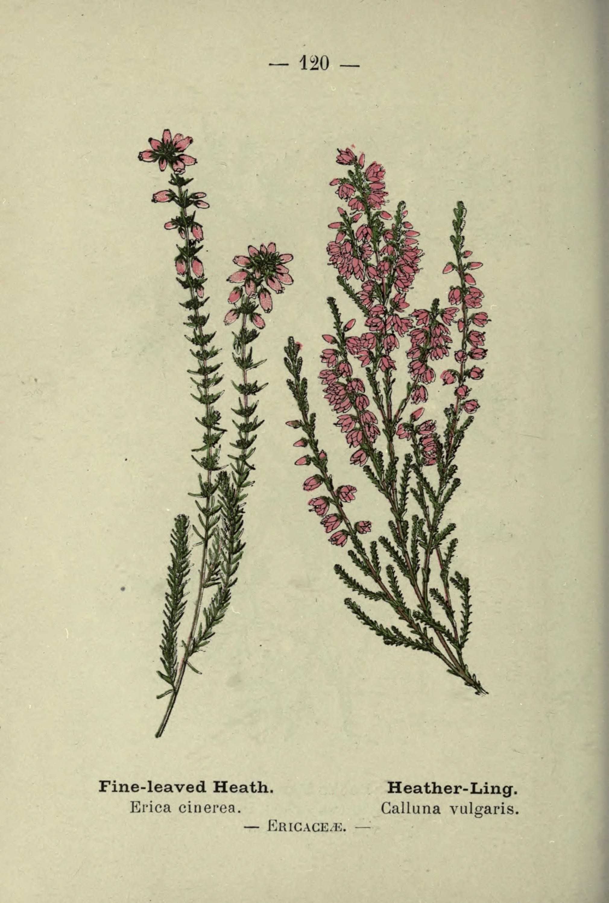 Calluna vulgaris, Ling, Erica, Heather. Floral background