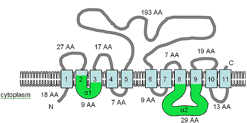 The TM topology of the XNTA protein XNTA topology.png