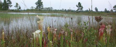 YellowRiverMarshPreserveStatePark.jpg