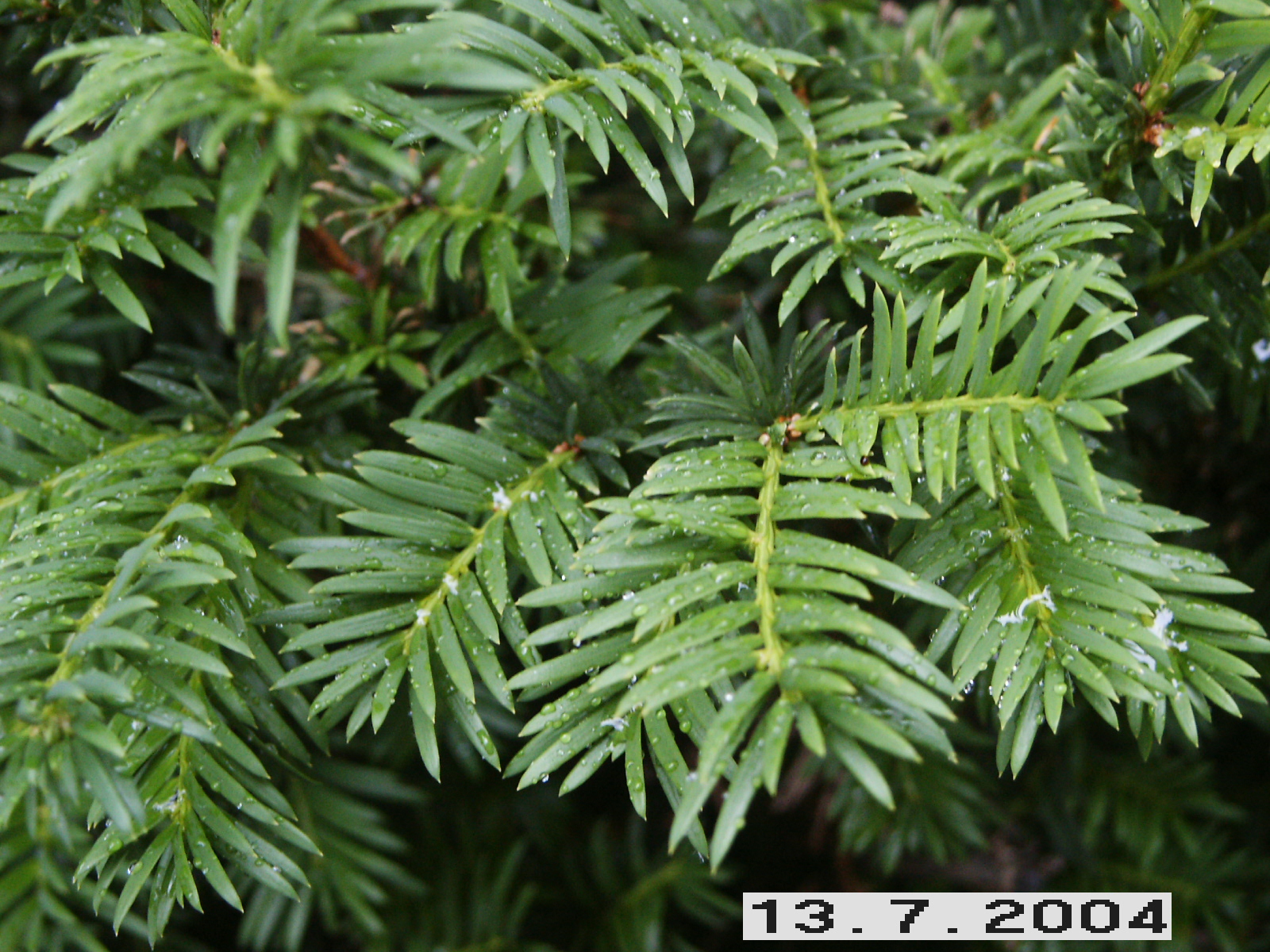 Тис Taxus baccata 'David'