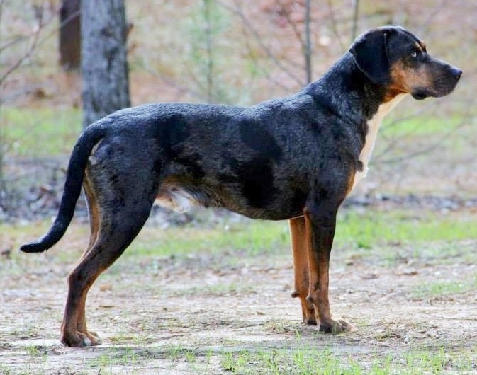 File:1. Catahoula Leopard Dog, Buck.jpg