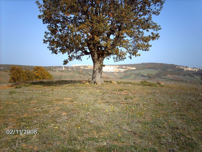 File:AĞACLI AYI MANTARI - panoramio.jpg