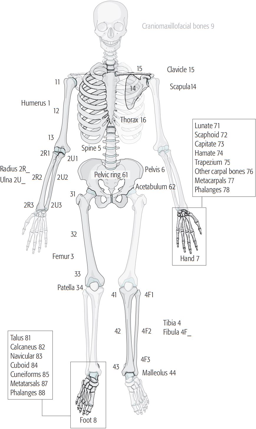 Long bone - Wikipedia