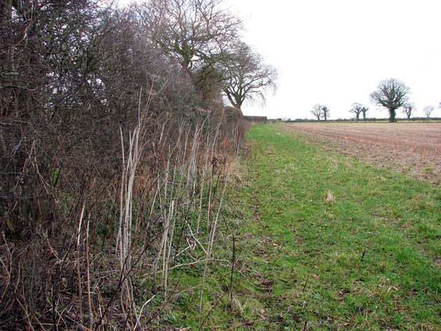 File:A field boundary hedge - geograph.org.uk - 1088345.jpg