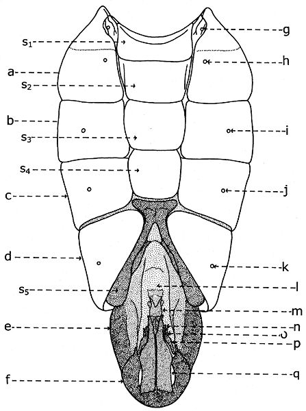 File:Abdomen de văzut ventral.jpg