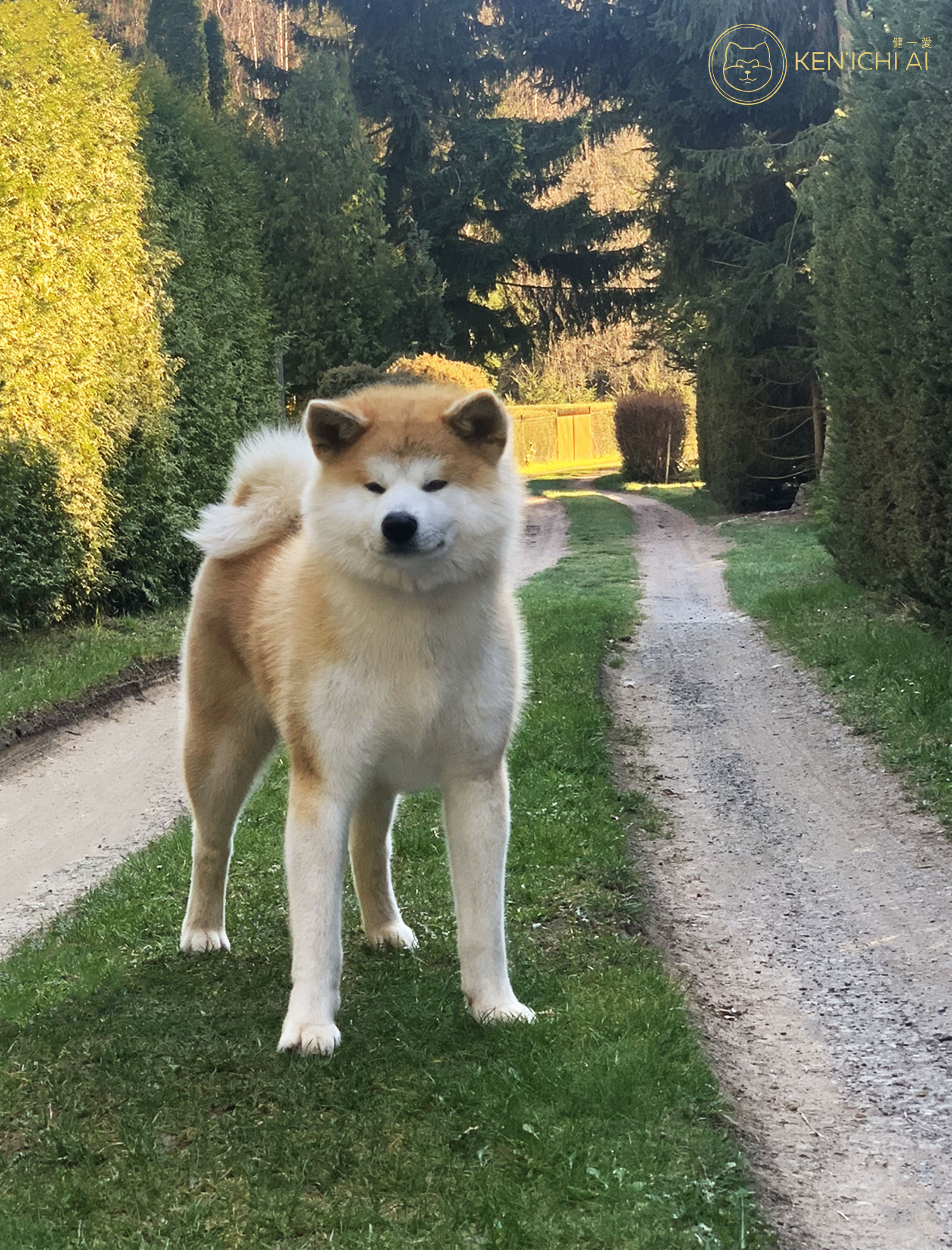 Les différents caractères canins - Compatibilité entre chiens