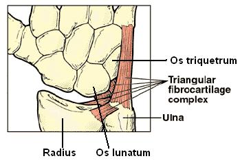 fibrocartilage location