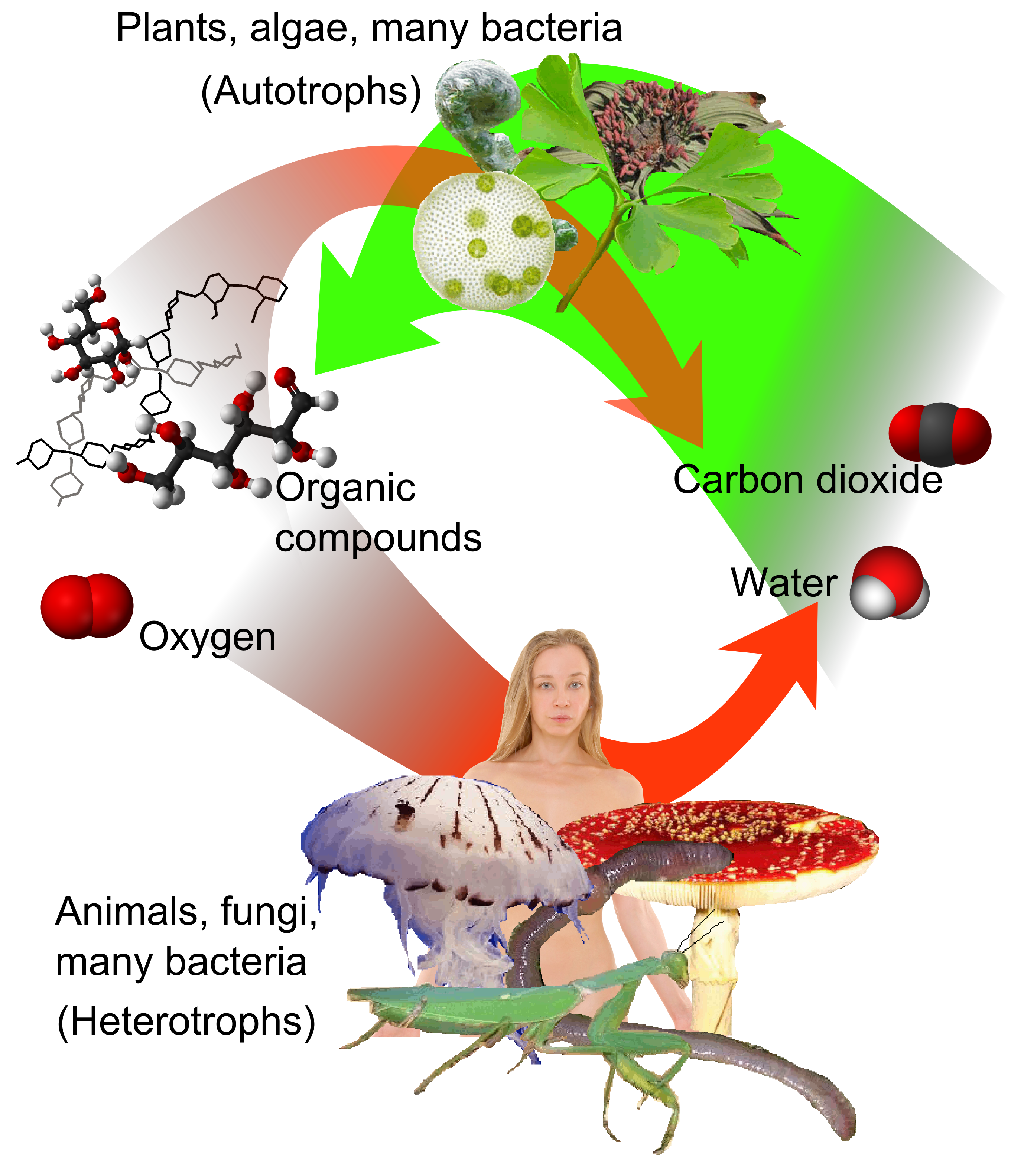 Sifat jamur jika ditinjau sebagai makhluk heterotrof adalah