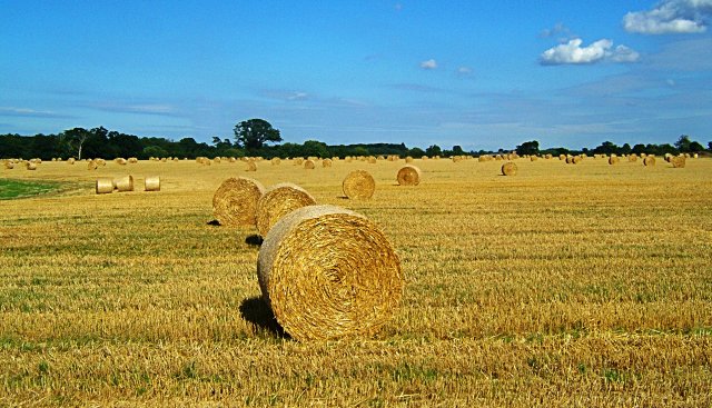 File:Baled straw - geograph.org.uk - 41490.jpg