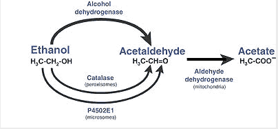 File:Biotransformation pathway of ethanol (NIH NIAAA, 2007).png