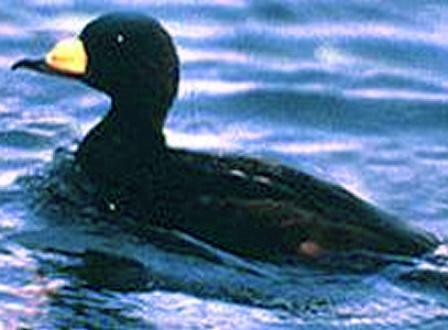 File:BlackScoter23.jpg