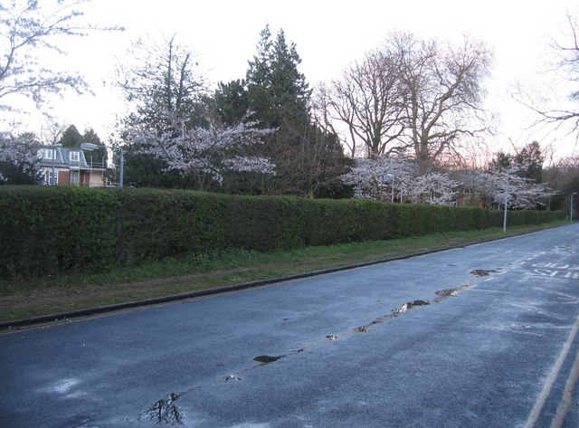 File:Blossom in Newton Road - geograph.org.uk - 740207.jpg