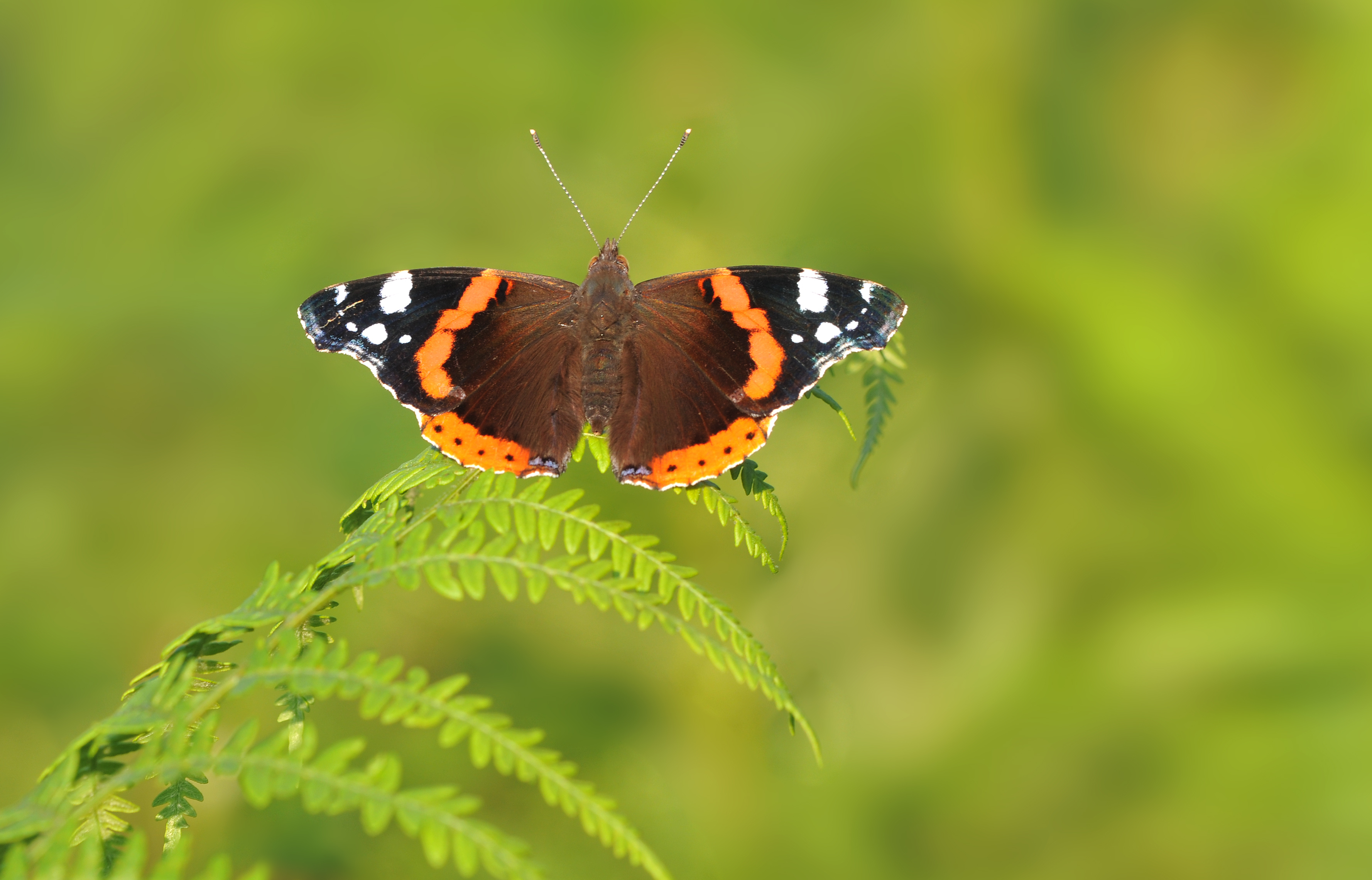 Vanessa Atalanta