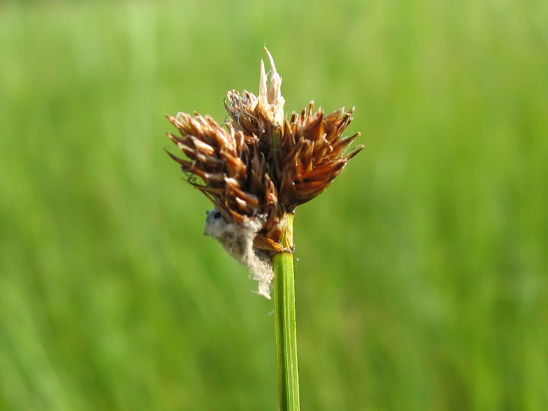 File:Carex ovalis.jpeg