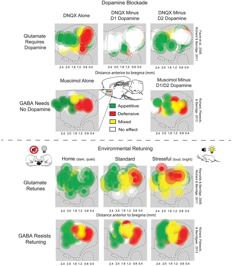 Subthalamic nucleus connectivity in binge drinkers and