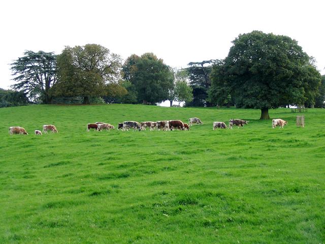 File:Cattle at Cholmondeley - geograph.org.uk - 255870.jpg