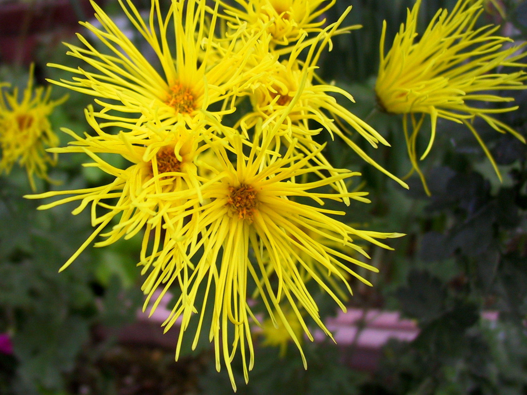File:Chrysanthemum morifolium.jpg  Wikimedia Commons
