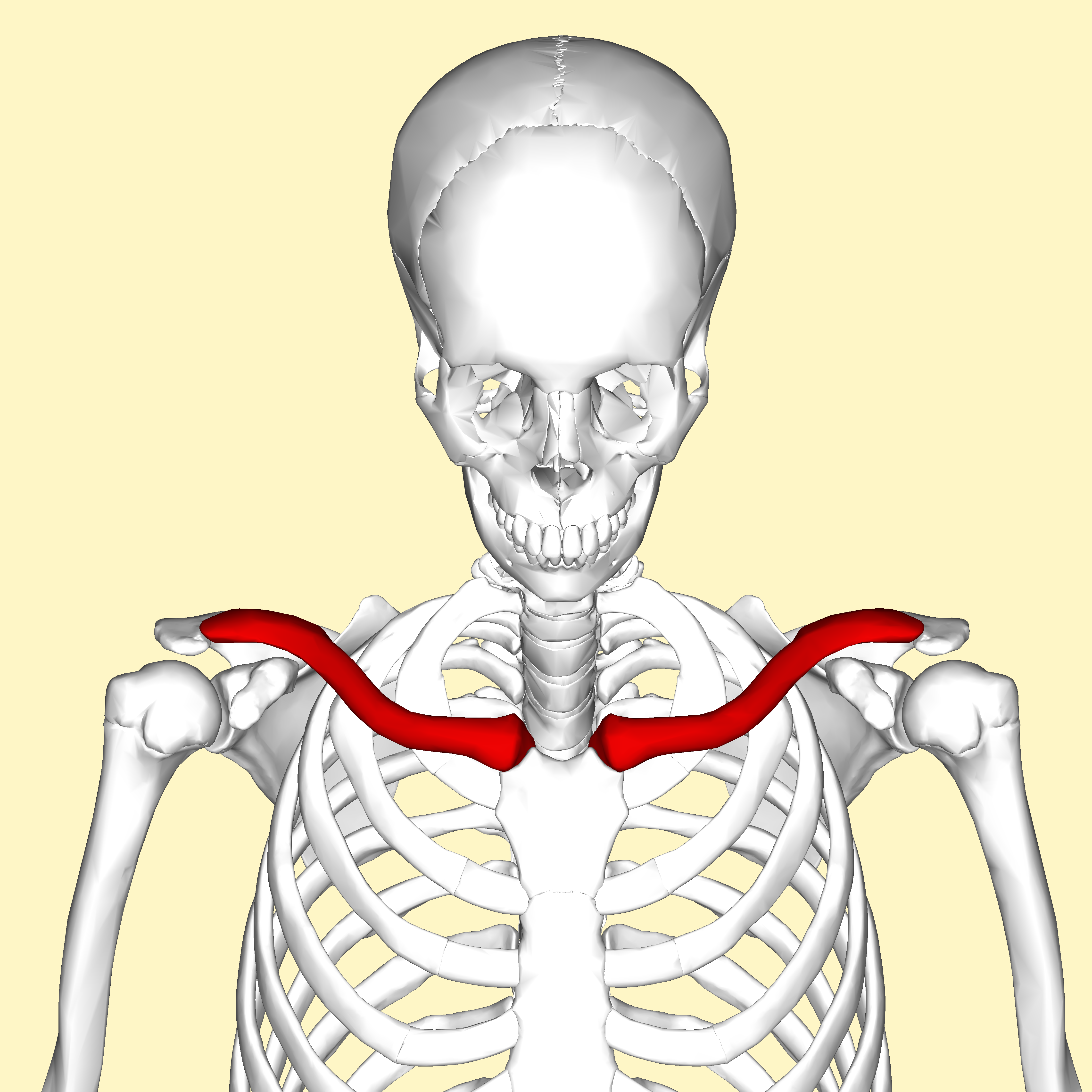 Clavicle anterior view2