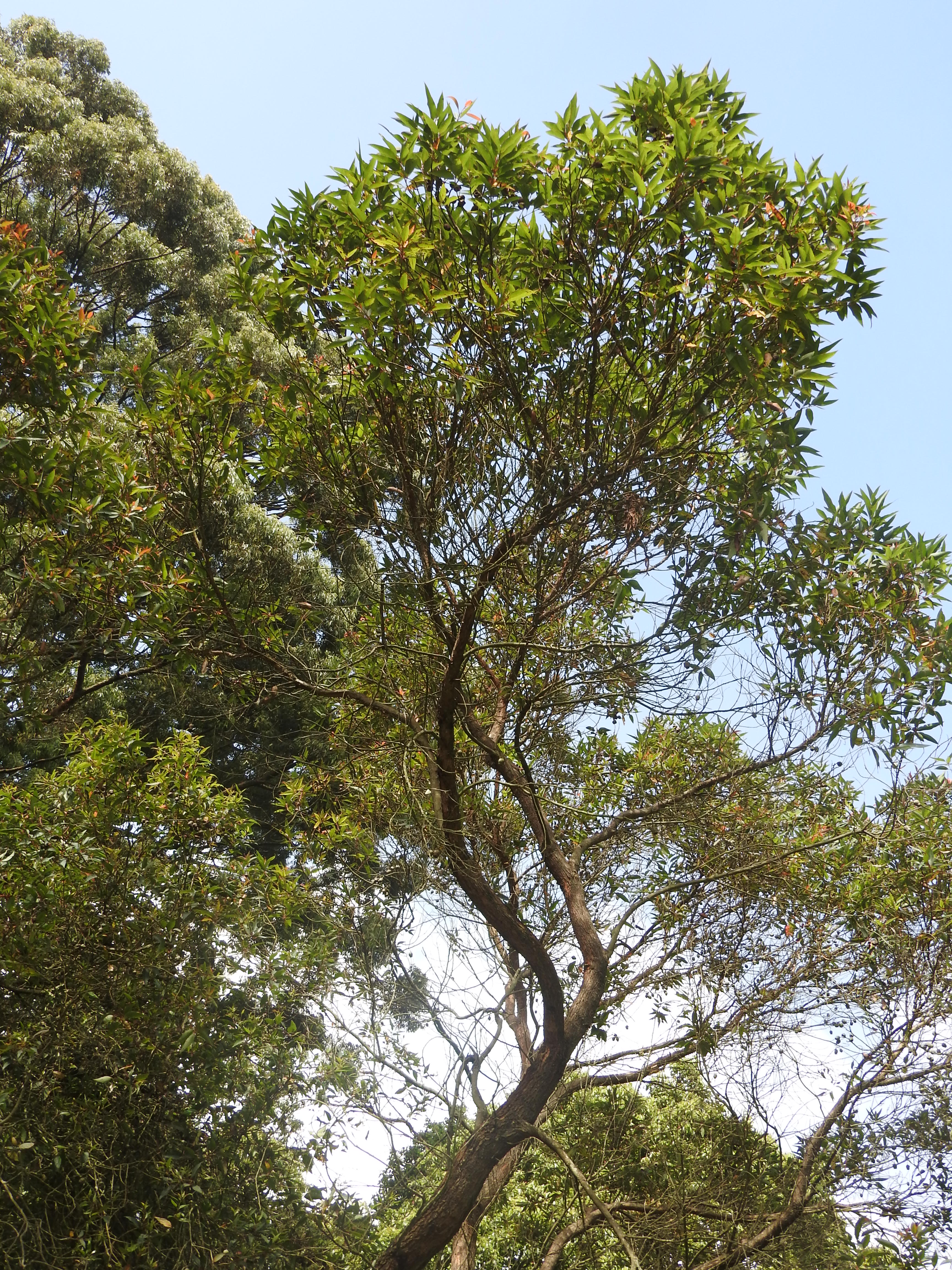 Corymbia ficifolia - Wikipedia