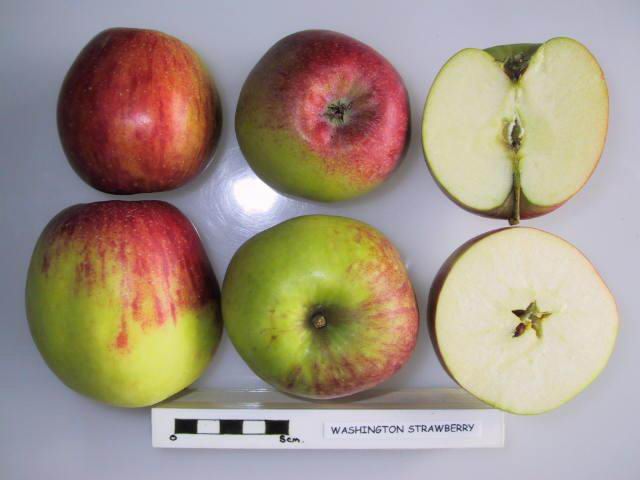 File:Variety of fresh fruits.jpg - Wikimedia Commons