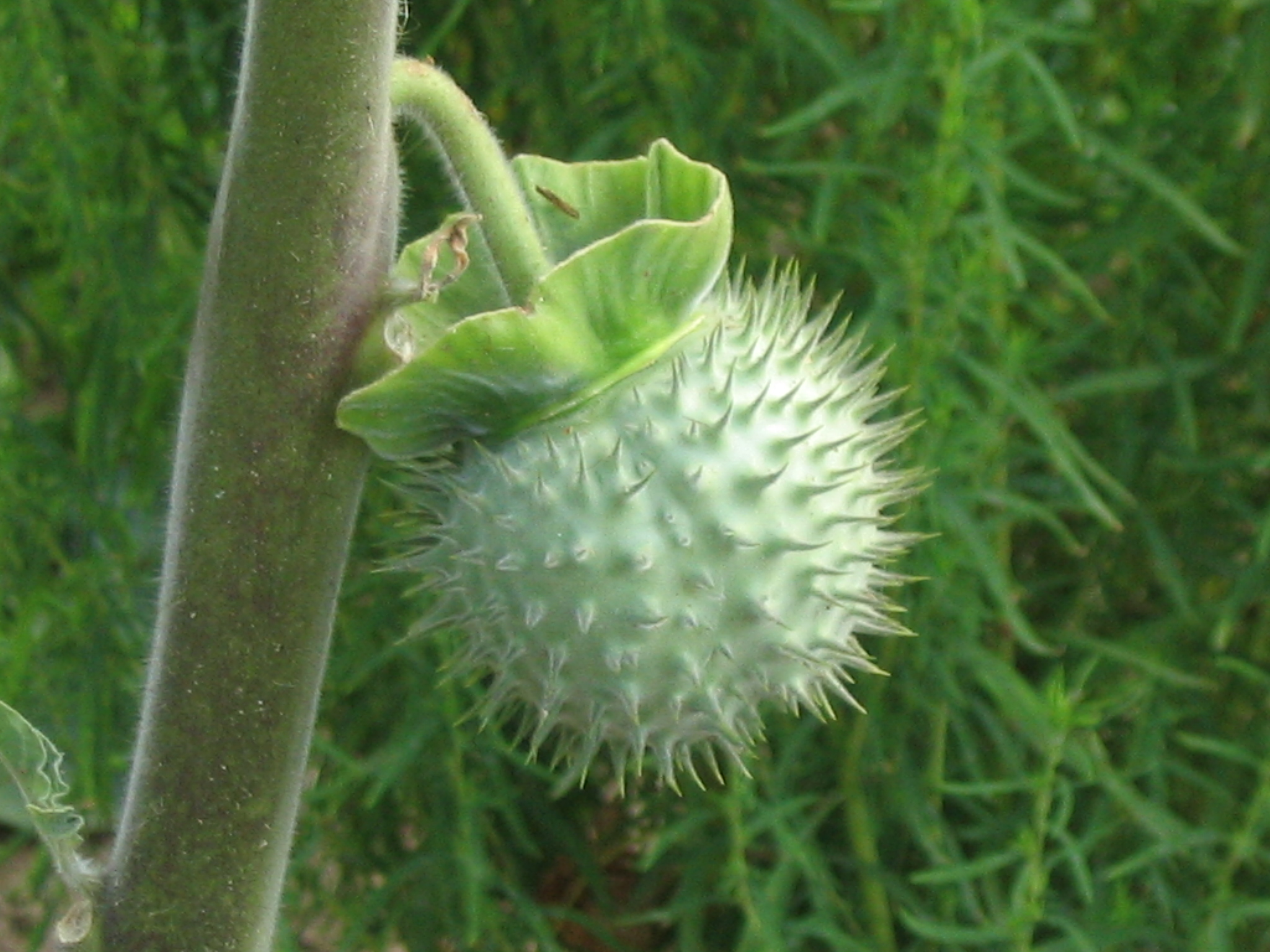 File Datura Fruit jpg Wikipedia