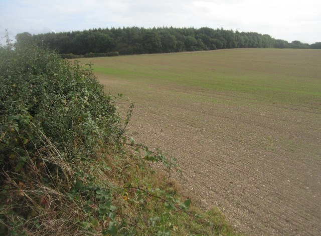 File:Dean Heath Copse - geograph.org.uk - 3682899.jpg