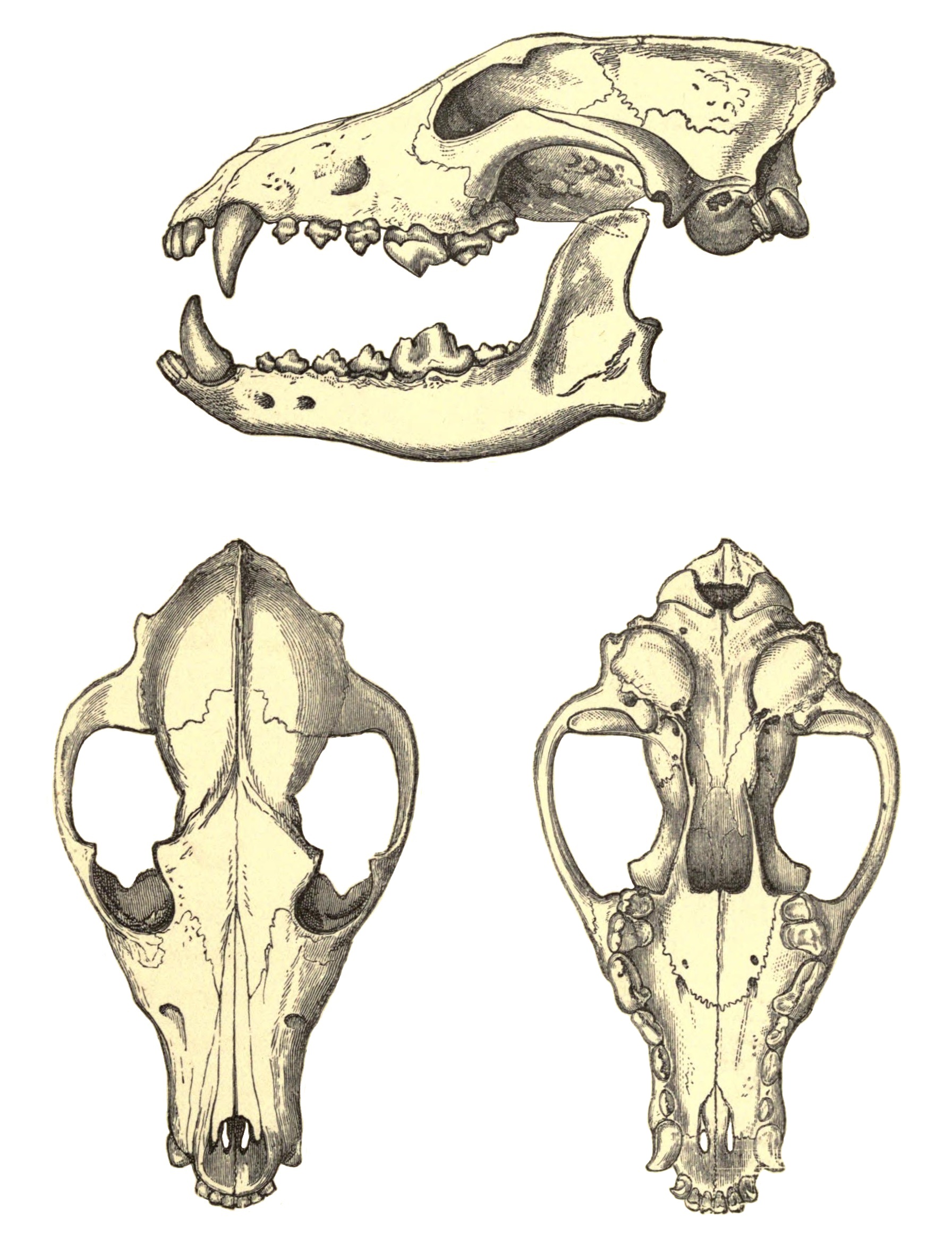 wolf skull